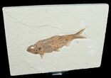 Inch Knightia Fossil Fish #4688-1